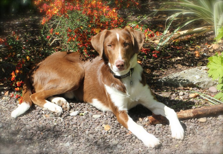 Ain't Nothing But a Hound Dog