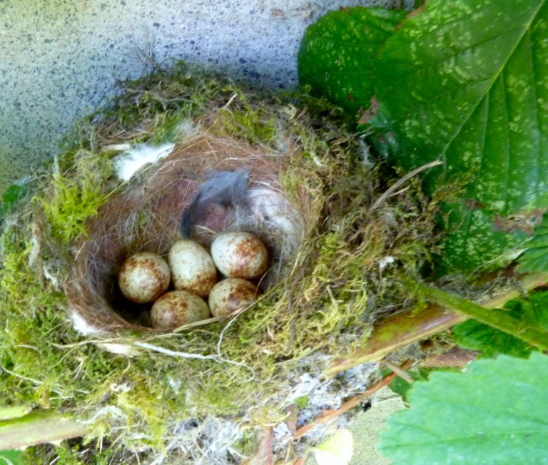 Nest of Spotted Fly-Catcher