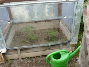 The Sage gets desperate for €5