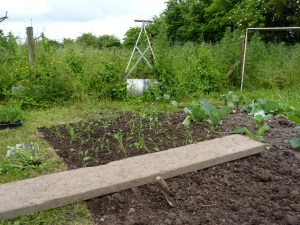 As the Kale is planted out, the advancing weeds look to engulf the roller.