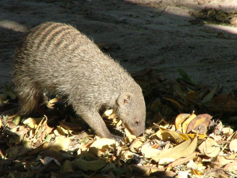 Striped Mongoose Foraging