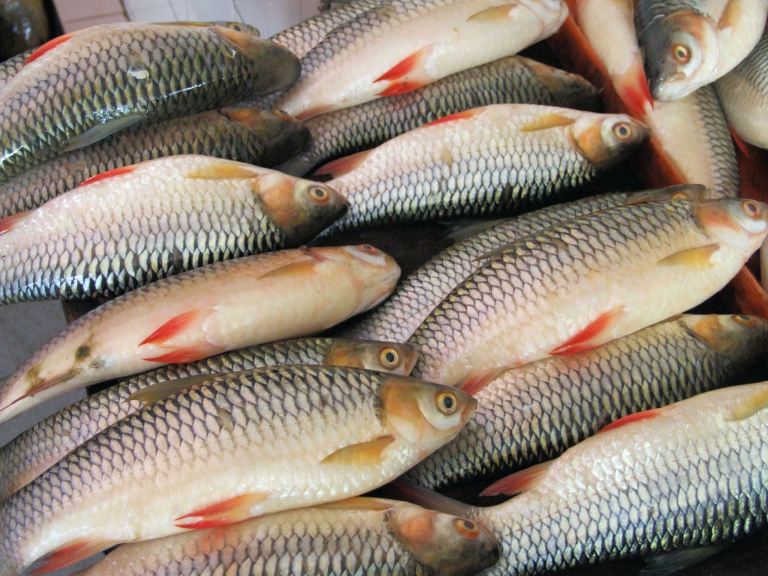Fish in a Sarawak Market