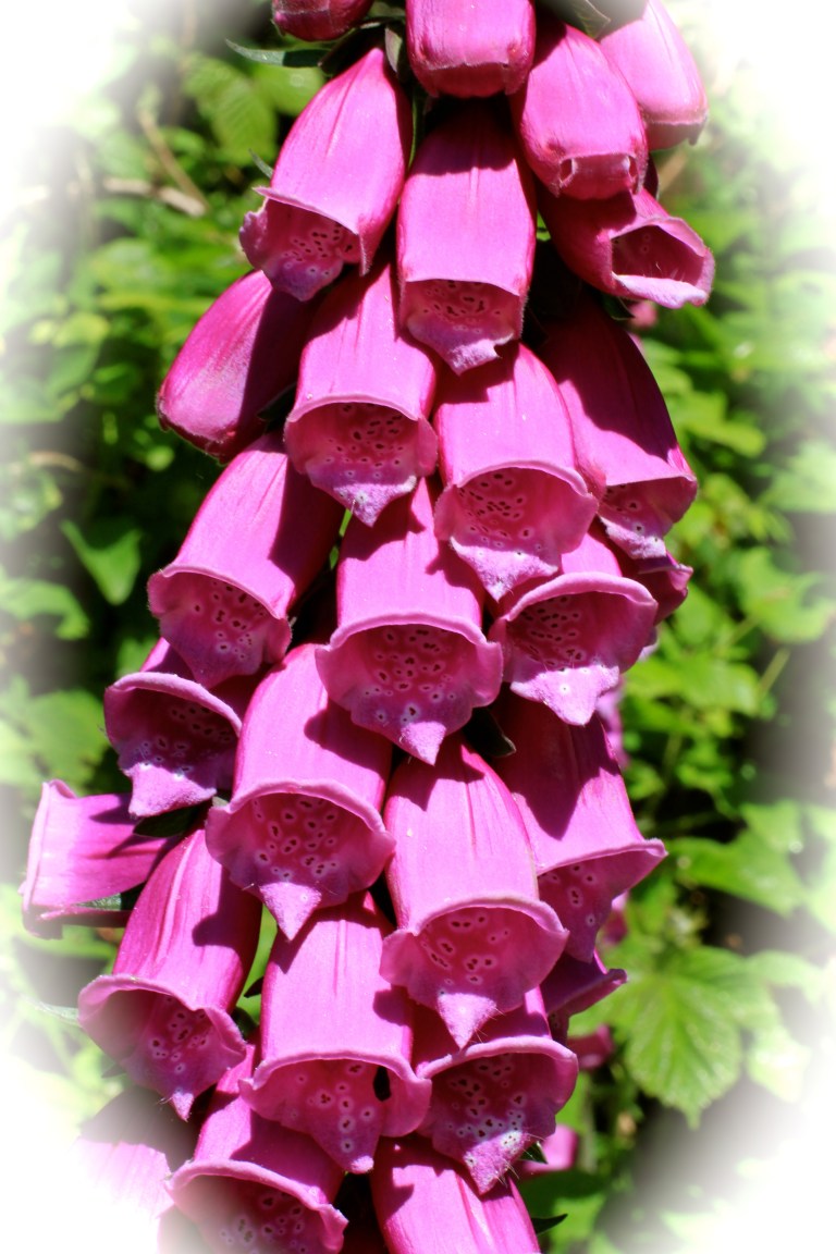 Foxglove Frenzy