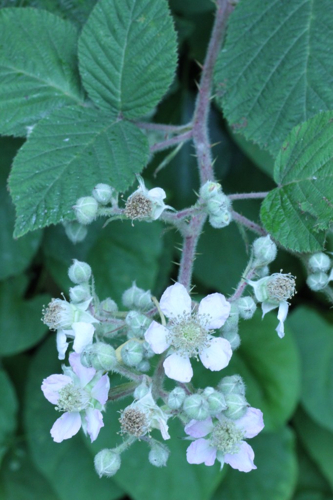 The Promise of Fruit to Come