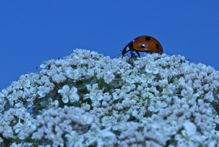 It's good to see that the quarry is to be turned into a conservation site, but it looks like nature has already moved in!