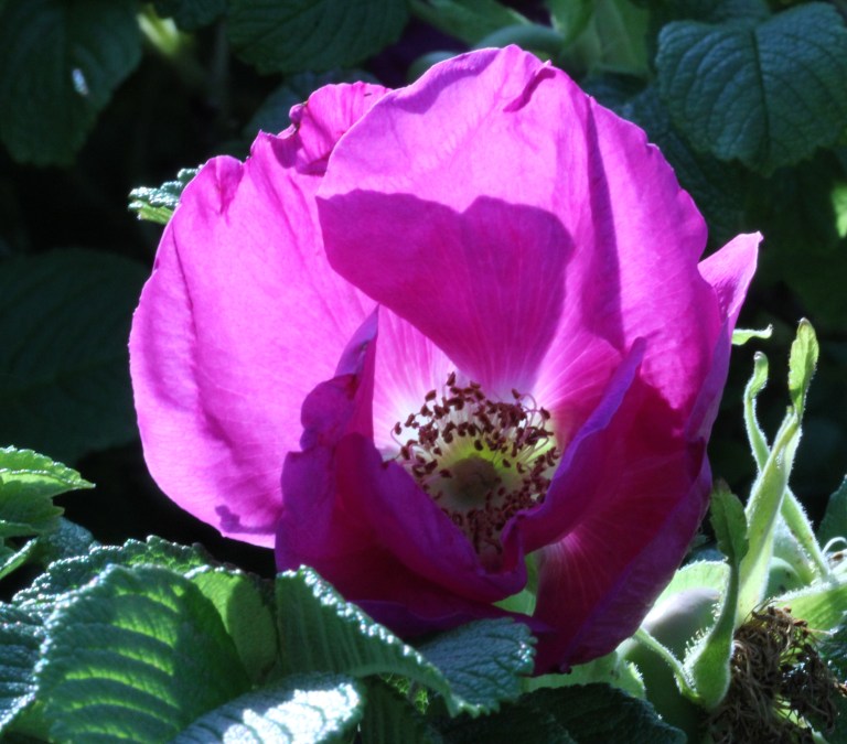 Where the Wild Roses Grow