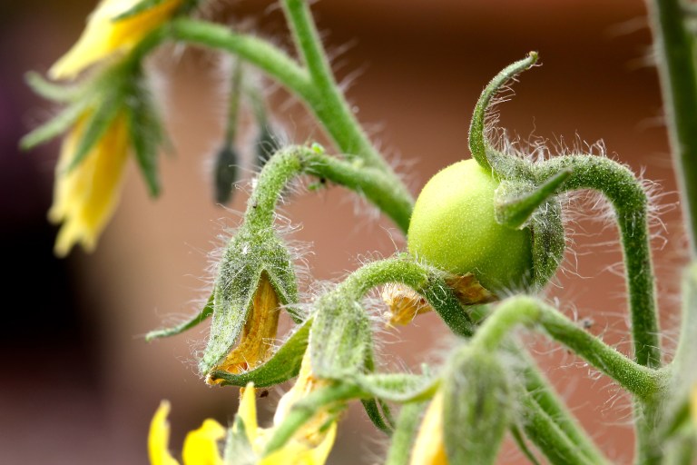 Actually, no it should read €5 Tomato ?