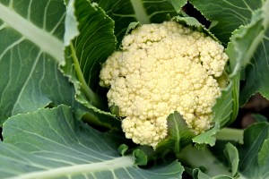 Cauliflower Heart
