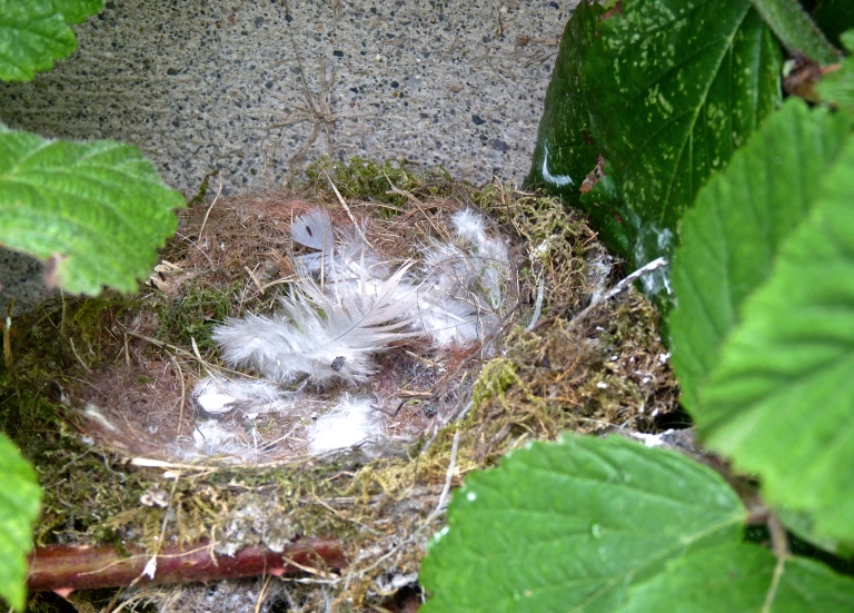 The young have flown the nest
