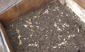 Scorched Earth Policy puts pay to Celery