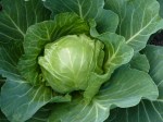Cabbage Heart