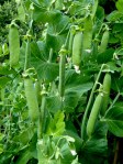 Peas almost ready to be Cropped