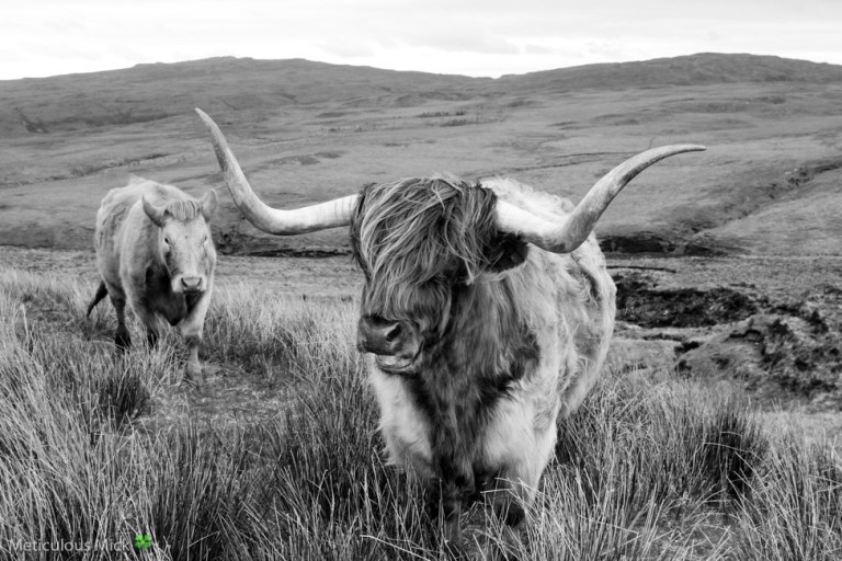 A Magnificent Wee Beastie