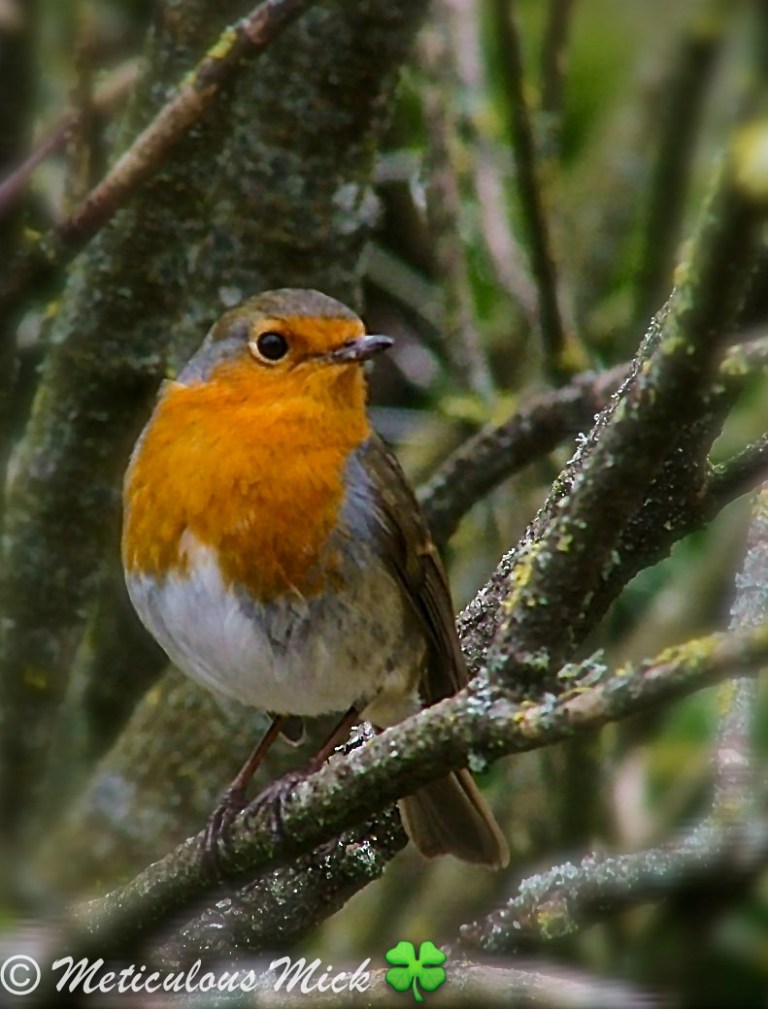 A Beautiful  Garden Friend