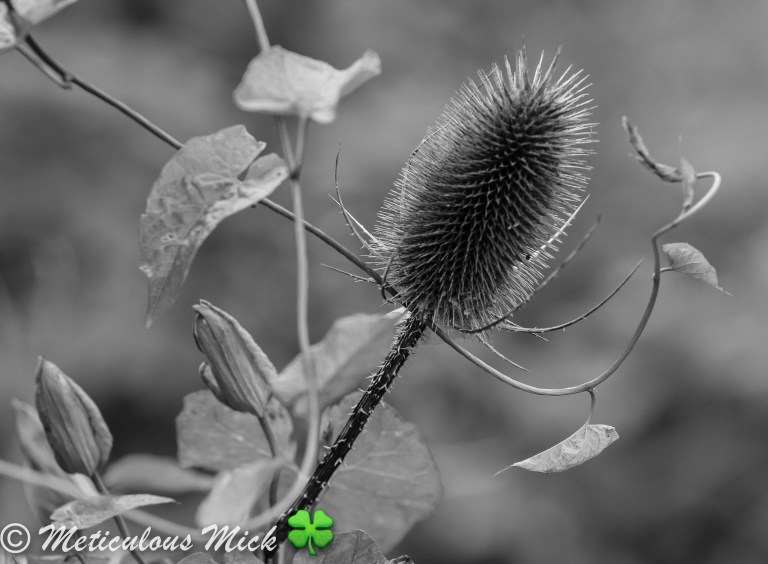 Teasel