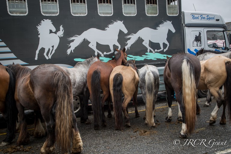 Horses in a row (1 of 2)