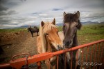 Two Icelandic Horses at Gate