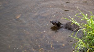 Otter awaits