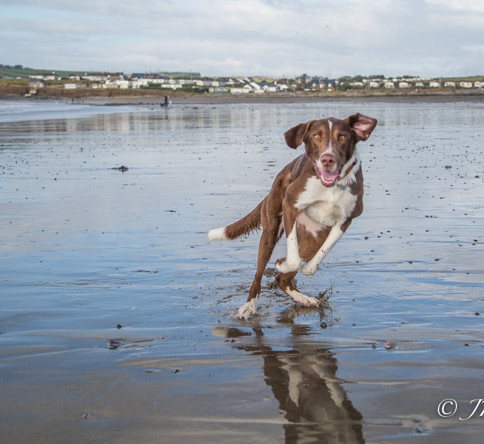 Dog having fun on the beach
