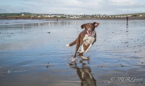 Dog having fun on the beach