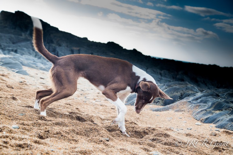 Dog digging on the beach