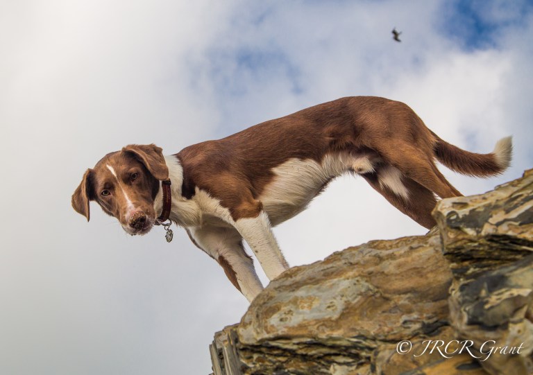Dog looking down from rock