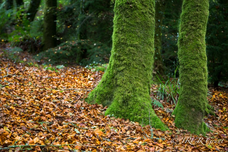 Autumn Wood - Version 2