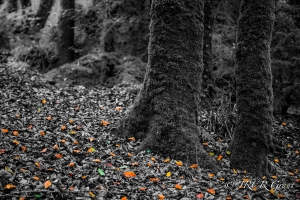 leaves on a forest floor