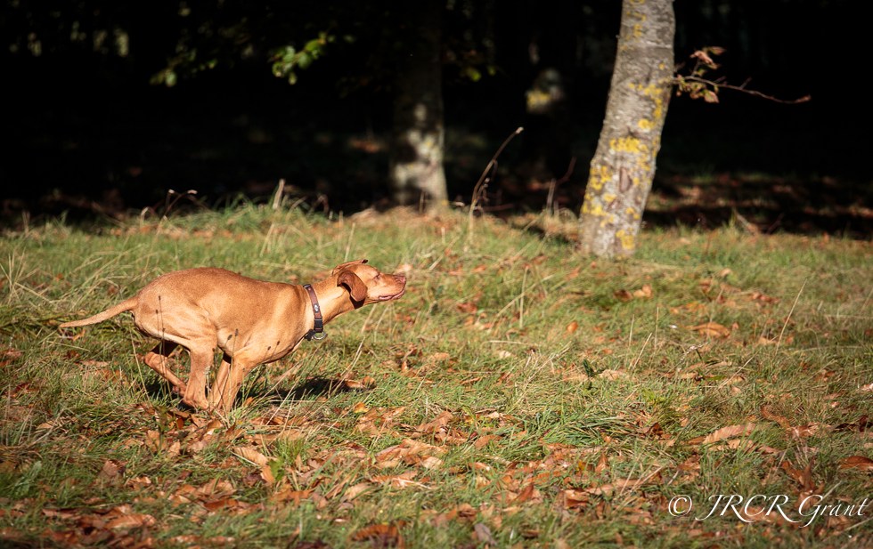 Viszla Sprinting