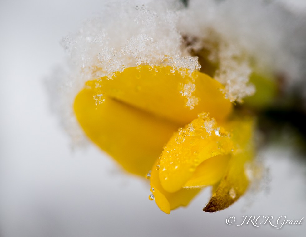 Gorse flower in the snow, Cork