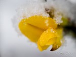 Gorse flower in the snow, Cork