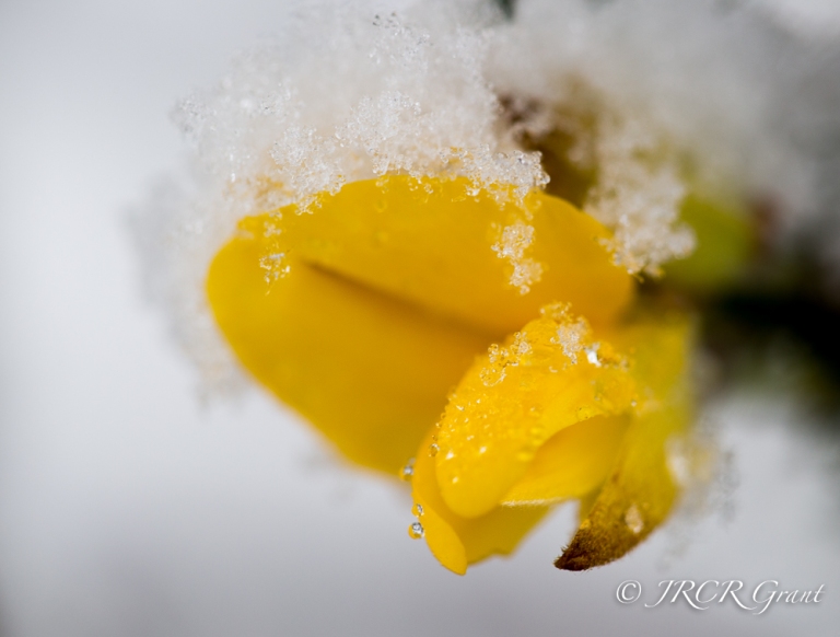 Gorse flower in the snow, Cork