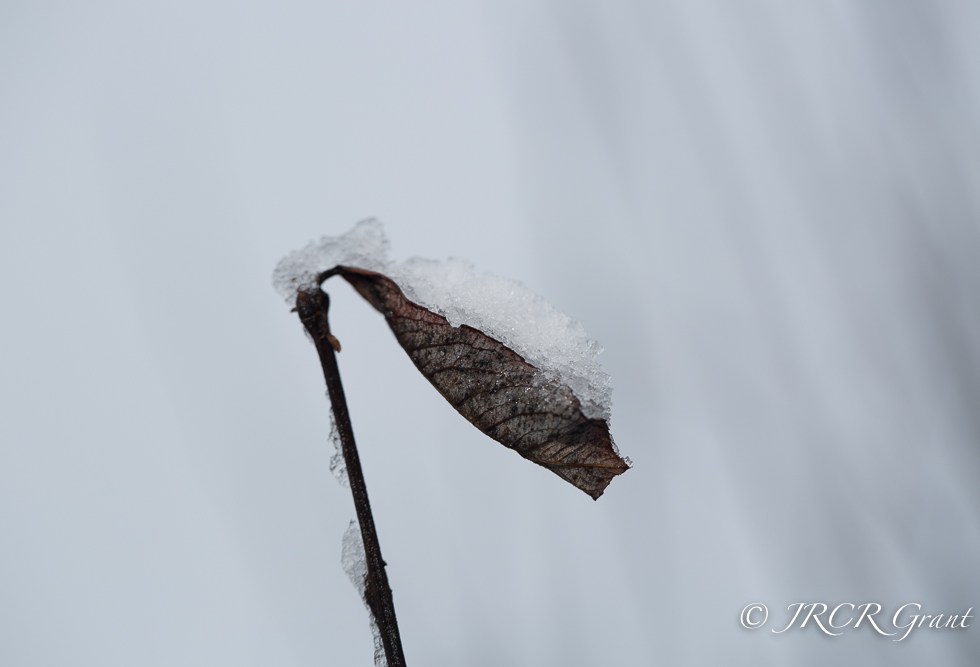 Leaf full of snow