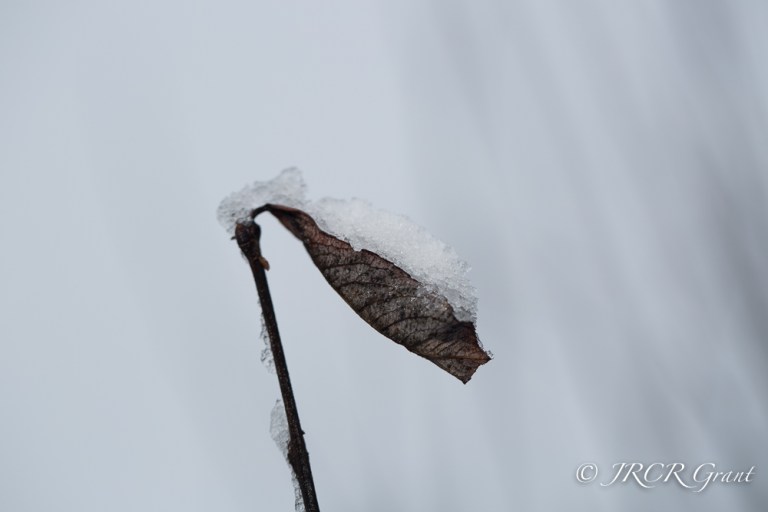 Leaf full of snow