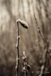 Snow laden on leaf