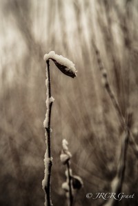 Snow laden on leaf