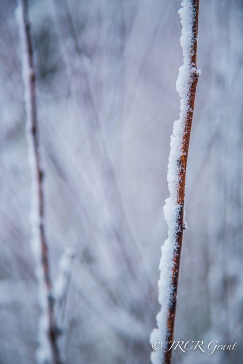 Image of stems on snow