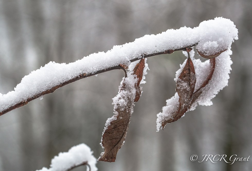 Thick snow laden on a sprig