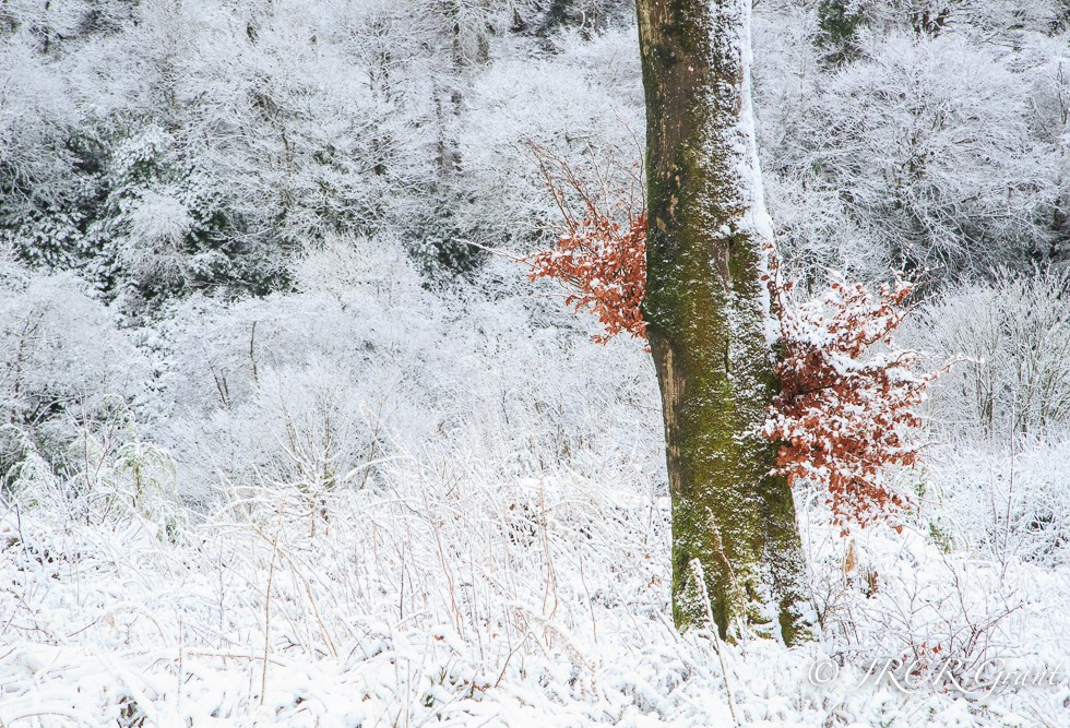 Beech tree in the snow