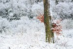 Beech tree in the snow