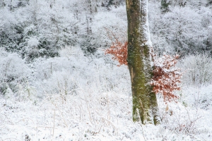 Beech tree in the snow