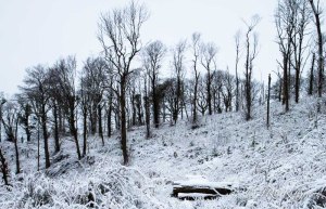 Bare trees shiver in the snow