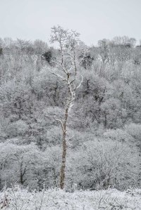 A tree dusted with snow, Cork