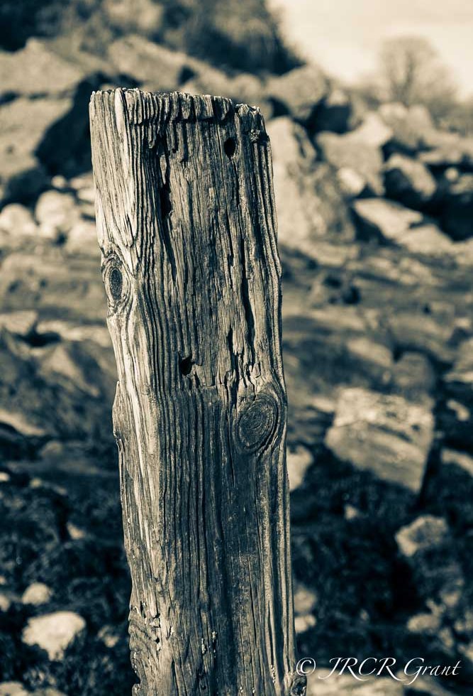 Wooden Pile Stands firm against the tide