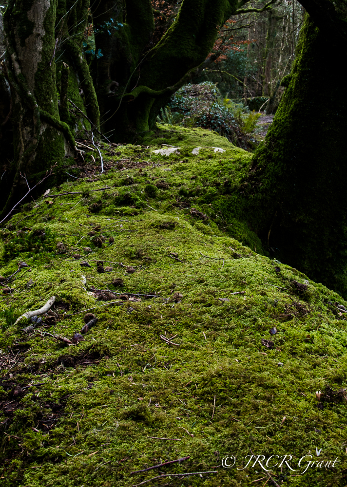 A Carpet of moss lines the top of an old wall.