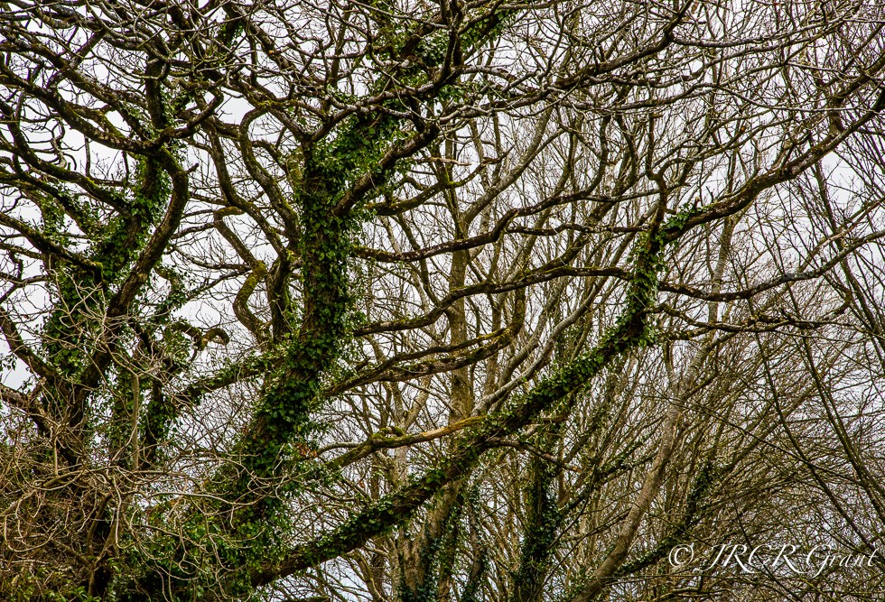 Trees with twisted boughs in a North Cork land