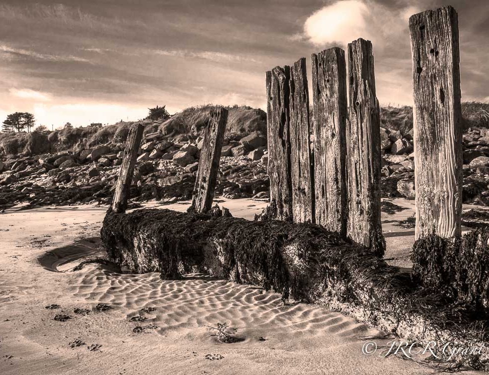 Old wooden harbour piles guarding the seashore