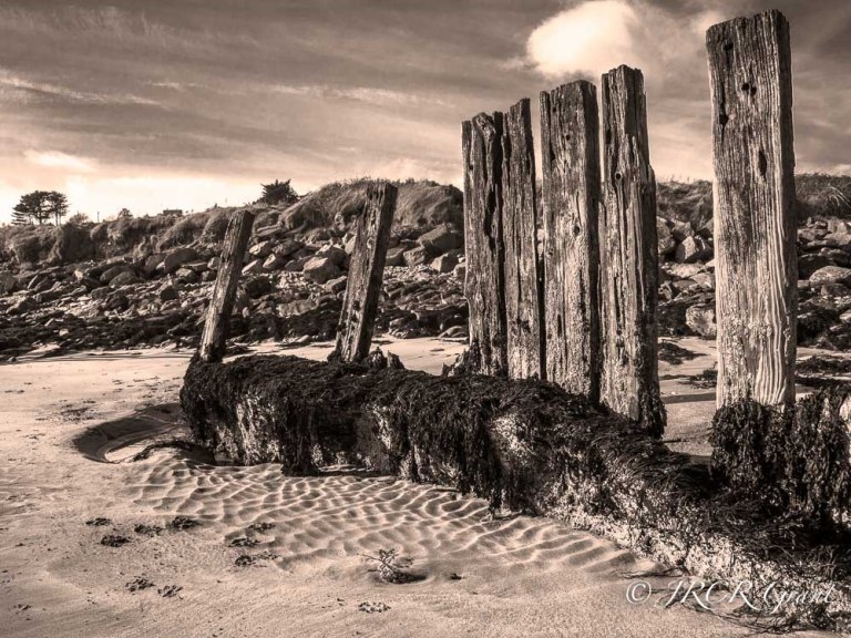 Old wooden harbour piles guarding the seashore 