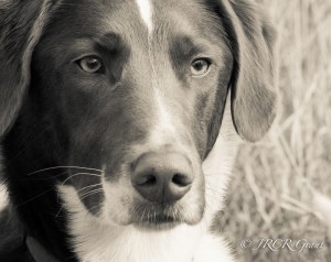 The Head of the Hound and what a beautiful specimen he is.