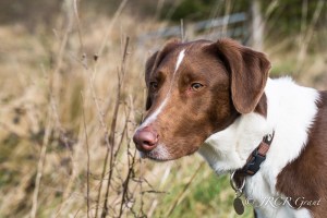 The Hound, senses alert